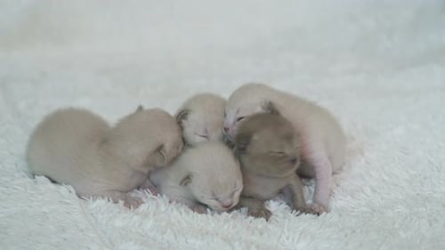 Sleeping Newborn Kittens Cuddled Together on Soft Blanket