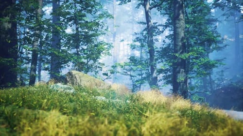 Grünes Gras im Wald am sonnigen Sommermorgen