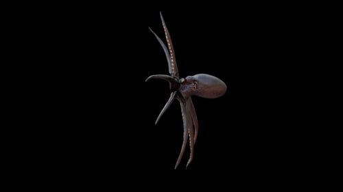Oktopus-Schwimmen