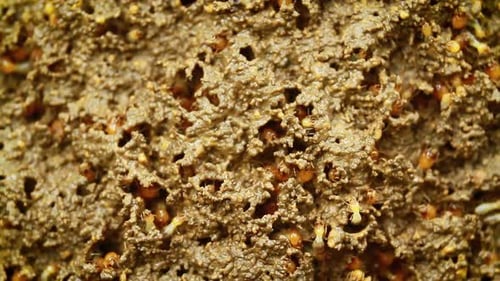 Termite dans le parc national de Bardia, Népal