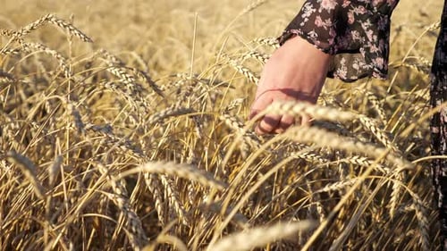 Closeup of Woman's Hands Touching Wheat Ears in Field