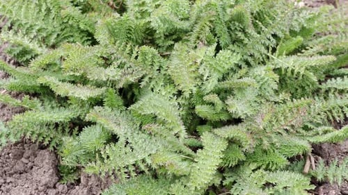 Filipendula vulgaris poussant dans le jardin