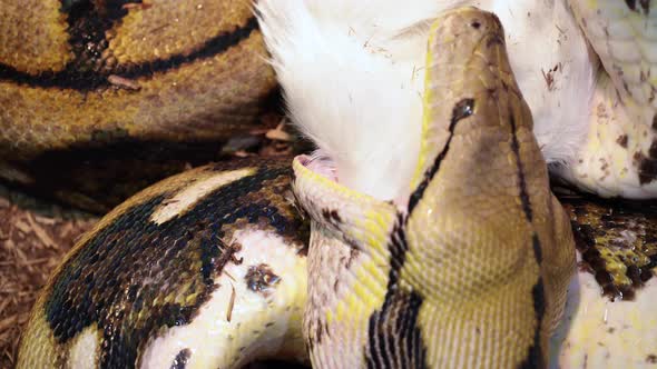 Reticulated Python Eats a White Rabbit Close Up, Nature Stock Footage ...