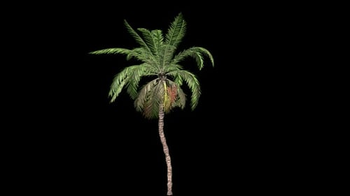Realistic Tropical Palm Tree Swaying in Wind Animation Loop