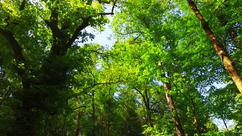 Sous les couronnes d'arbres verts d'été