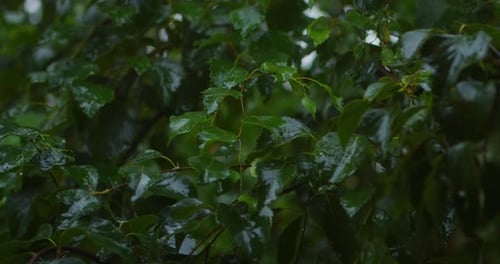 Rain on the Leaves of the Birch