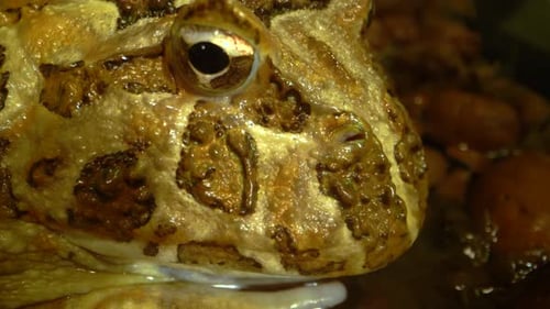 Argentine Horned Frog or Pac-man Frog - Ceratophrys Ornata. Close Up. Macro Shot