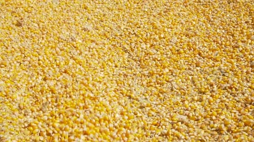 Corn Grain Pouring in a Pile with a Showel