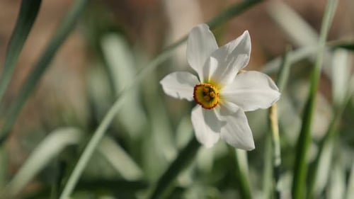 Flache DOF Oster- und Frühlings-Narzissenpflanze 4K 2160p 30fps UltraHD-Aufnahmen - Nahaufnahme der Blüte