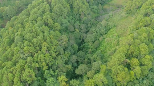 Aerial top view of lush green trees from above in tropical forest in national park and mountain