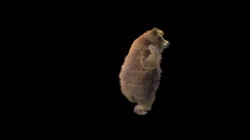 129 Bear Dancing 4K