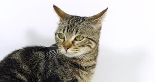 Brown Tabby Domestic Cat, Portrait of A Pussy On White Background, Licking its Nose, Slow Motion 4K