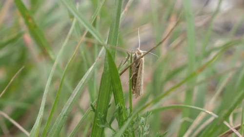 Wild Moth sitting between grass field during day time and flies away.Static close up shot.