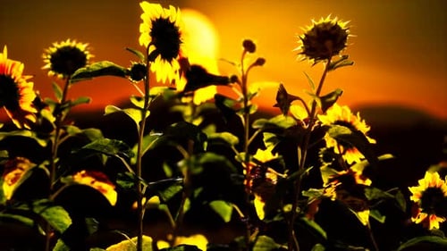 Große schöne Sonnenblumen bei Sonnenuntergang