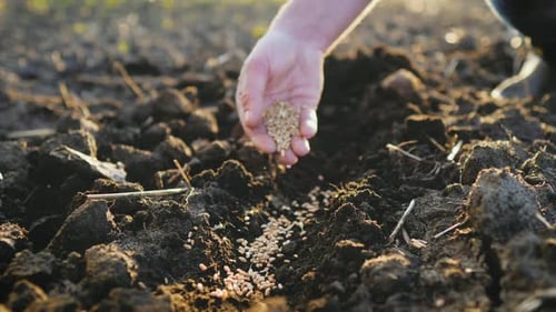 Hand Sowing Seeds into Fertile Soil