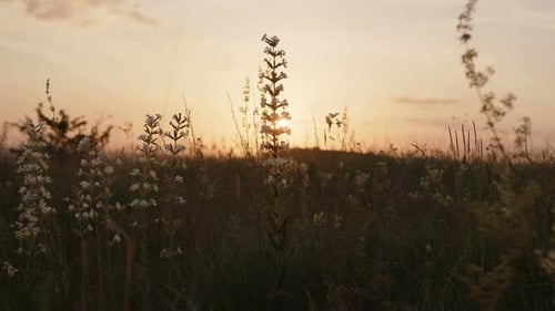 Close Up View of White Wild Flowers on the Orange Sunset