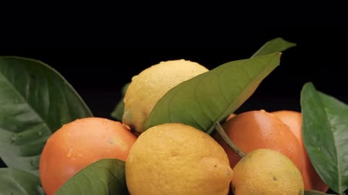 Zitrusfrüchte Zitrone und Orange