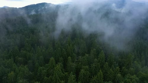 Volando sobre el bosque nublado de la tarde