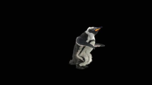 Penguin Dancing HD