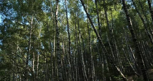 Birch forest near Le Plan de Monfort, the Cevennes National park, Lozere department, France