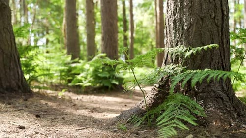 Waldboden bei Sonnenaufgang mit Wanderweg