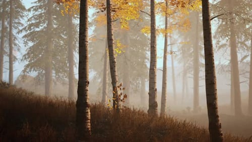 Sunrise Fog in Birch Tree Forest