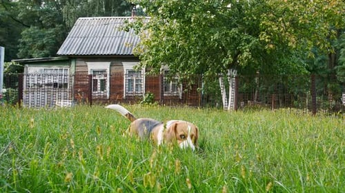 Beagle Hunting in Lush Green Field Near House