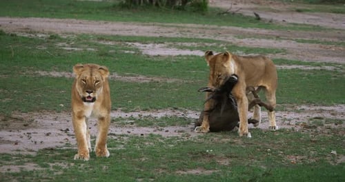 Afrikanischer Löwe, Panthera-Löwe, Frauen mit einem Kill, ein Gnus, Masai Mara Park in Kenia, Echtzeit 4K