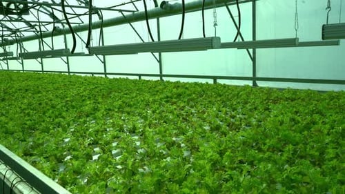 Vibrant Green Lettuce Growing in Greenhouse