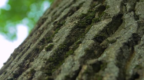 Close up of Tree Bark with Moss