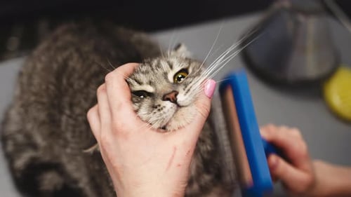 Cat Enjoying Grooming Session Close Up