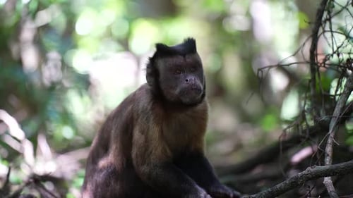 Capuchin Monkey in jungle eating
