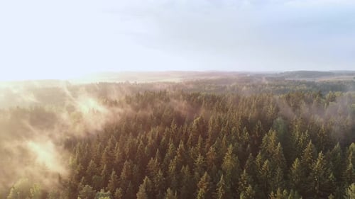 Breathtaking Incredible Aerial View of Forest with Creeping Fog and Sunlight