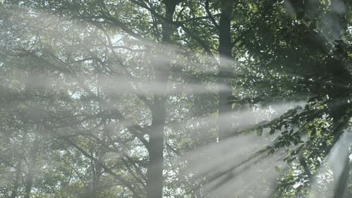 Fantasy Dark Forest with Fog Mist Trees