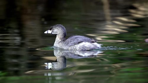 Nahaufnahme eines Zwergtaucher, der auf einem Teich schwimmt und sich umschaut