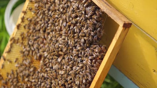 Busy Bees Covering Honeycomb Frame Beside Yellow Beehive