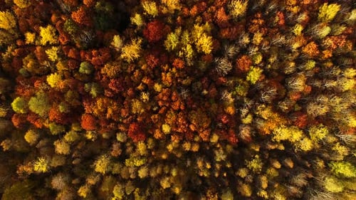 Aerial Birds Eye View of Colorful Fall Forest