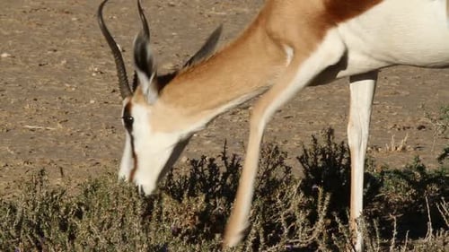 Elegant Springbok Grazing in the African Bush
