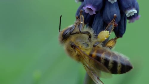 Bee Collecting Pollen From Purple Flower in Spring