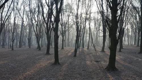 Passing Through Scary Mysterious Foggy Forest. Trees Surrounded in Mist and Fog. Aerial Gimbal Drone