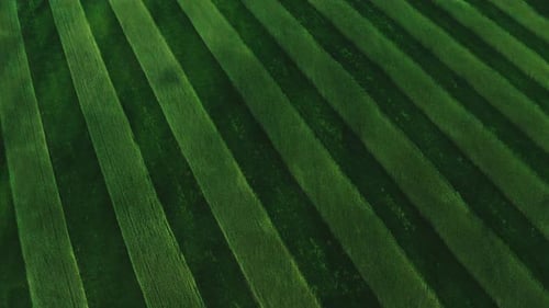 Green Striped Wheat Fields From a Height of Flight