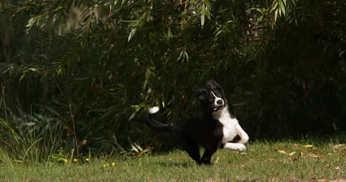 Border Collie Dog, Young Male Running on Grass, Normandy, Slow Motiion 4K