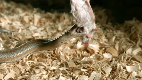 Snake Eating White Mouse in Captivity