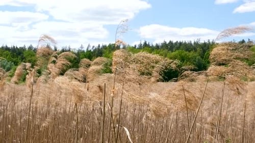 Reeds Swaying in the Breeze on Sunny Day