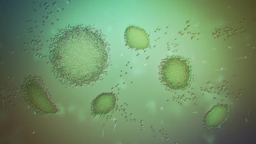 CG animation of macro close-up chloroplasts in algae cells under the microscope.