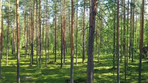 Evergreen forest on a summer sunny day