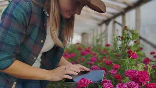 Woman Using Tablet Inspecting Roses in Greenhouse