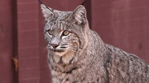 Rotluchs im Yosemite-Tal
