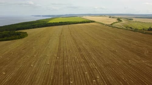 Field With Haystack