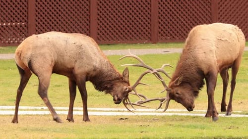 Wild elks in Yellowstone National Park
